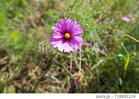 可憐に咲くピンク色のコスモス 可憐に咲くピンク色のコスモス 118882224