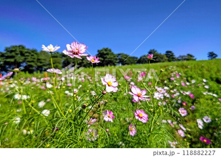 風に揺れるコスモス 118882227