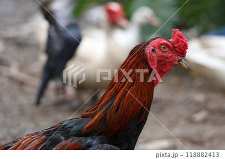 The fighting cock in garden nature farm The fighting cock in garden nature farm 118882413