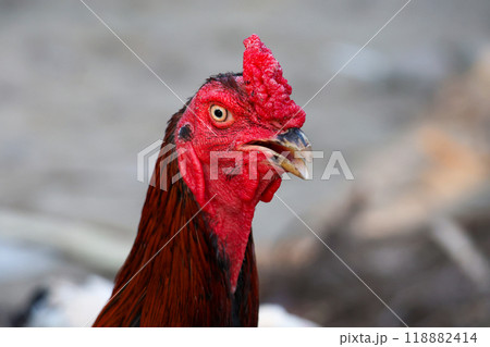 The fighting cock in garden nature farm 118882414
