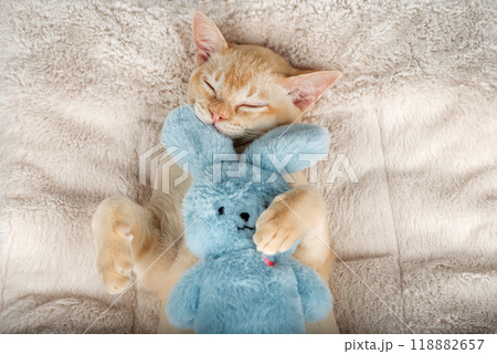 Kitten sleeping on a cozy blanket hugging a toy. 118882657