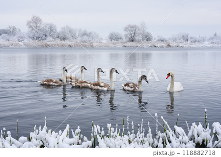 Couple adult swans and little grey chicks in...の写真素材 