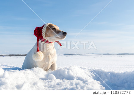 White jack russel terrier puppy in santa's red hat White jack russel terrier puppy in santa's red hat 118882778