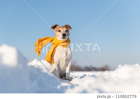 White jack russel terrier puppy in stylish yellow scalf White jack russel terrier puppy in stylish yellow scalf 118882779