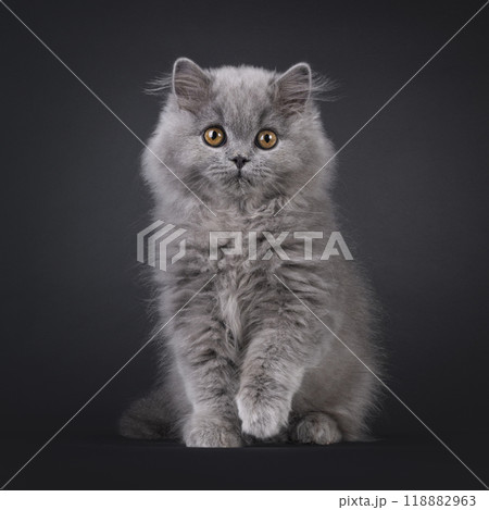 British Longhair cat on black background British Longhair cat on black background 118882963