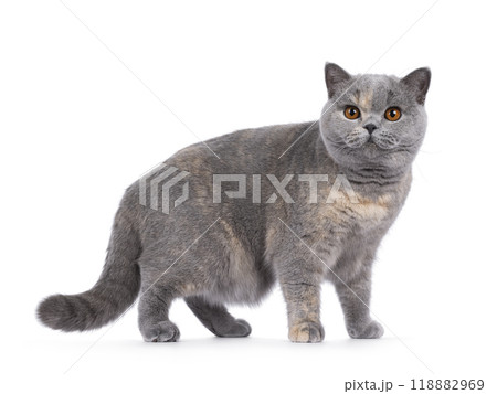 British Shorthair cat on white background British Shorthair cat on white background 118882969