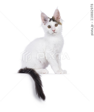 Harlequin Maine Coon on white background 118882978