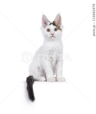 Harlequin Maine Coon on white background 118882979