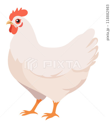White hen. Vector illustration isolated on white background 118882983