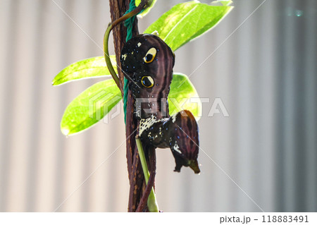 目玉模様のあるアケビコノハの幼虫がアケビの葉を食い尽くす 目玉模様のあるアケビコノハの幼虫がアケビの葉を食い尽くす 118883491