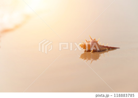 Seashell on the sand beach in the back-light of sunset. Summertime. 118883785