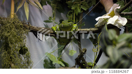 Green Tree snake on a branch Green Tree snake on a branch 118884267