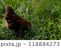 Chicken pecking at ground in long grass 118884273