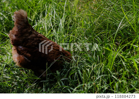 Chicken pecking at ground in long grass Chicken pecking at ground in long grass 118884273