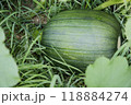 green growing pumpkin in the grass 118884274