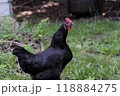 Black chicken raising head on grass 118884275