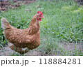 brown backyard chicken on grass looking right 118884281