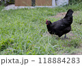 Black backyard chicken on grass 118884283