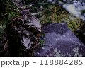Broken tree on a stone 118884285