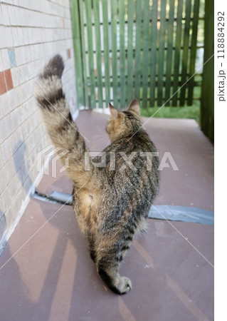 Striped cat on balcony, sitting on windowsill by window. cute cat is relaxing on terrace or in yard 118884292
