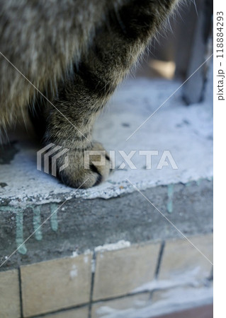 striped cat is sitting on the balcony, a close-up on the fluffy paw of a pet 118884293