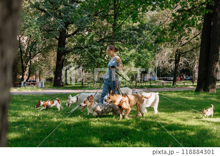 young woman dog sitter walks with dogs on lawn in park. concept of friendship, pet, recreation.  118884301