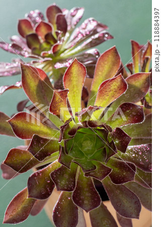 Flower Aeonium Schwarzkopf succulent. Leaves plant. Flower Aeonium Schwarzkopf succulent. Leaves plant. 118884397