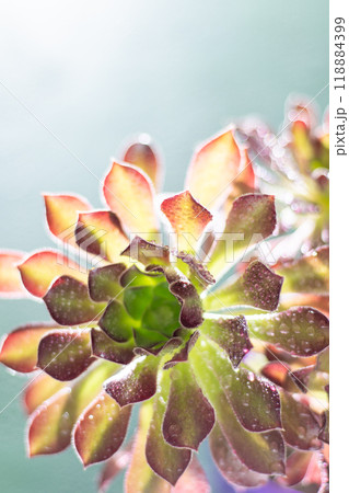 Flower Aeonium Schwarzkopf succulent. Leaves plant. 118884399