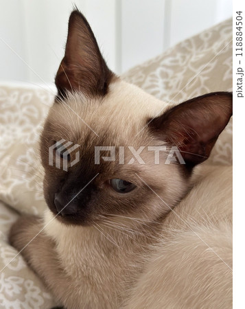 Cute kitten siamese cat at home. Pet concept 118884504