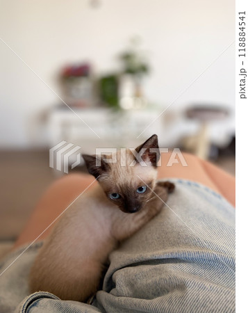 Cute kitten siamese cat at home. Pet concept 118884541