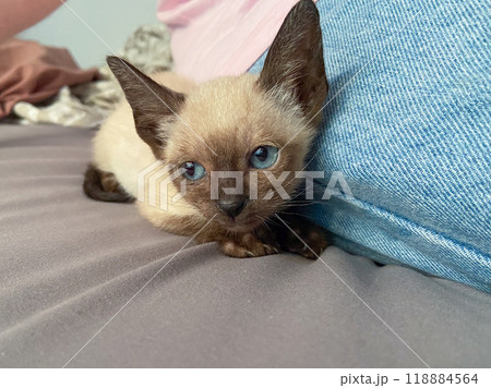 Cute kitten siamese cat at home. Pet concept Cute kitten siamese cat at home. Pet concept 118884564