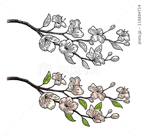 Sakura blossom. Cherry branch with flowers and bud. Petals falling. Sakura blossom. Cherry branch with flowers and bud. Petals falling. 118884714