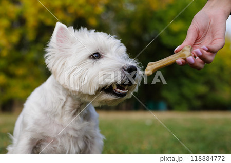 White Dog west highland white terrier Waiting for a Treat in the Park White Dog west highland white terrier Waiting for a Treat in the Park 118884772