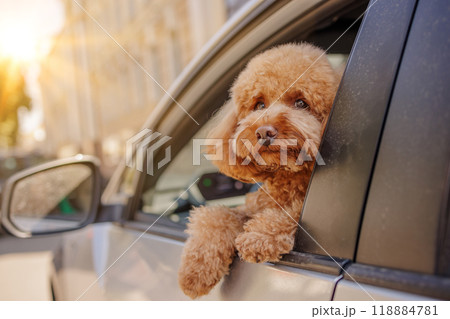 Portrait of fluffy brown dog breed looking out of open car window during car ride Portrait of fluffy brown dog breed looking out of open car window during car ride 118884781