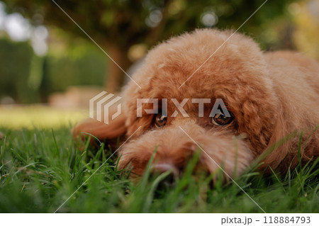 sad maltipoo dog lying on grass in park, funny brown dog portrait, sad dog sad maltipoo dog lying on grass in park, funny brown dog portrait, sad dog 118884793