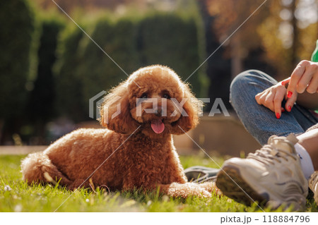 portrait of a happy maltipoo dog portrait of a happy maltipoo dog 118884796
