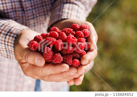 Fresh Raspberries in Hands 118884852