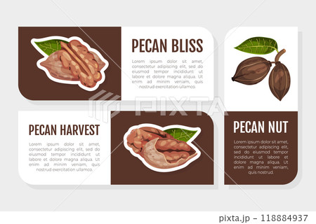 Pecan Nut Label Design with Kernel and Shell Vector Template Pecan Nut Label Design with Kernel and Shell Vector Template 118884937
