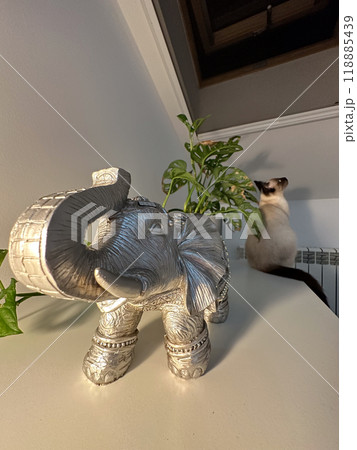 Cute kitten siamese cat at home. Pet concept Cute kitten siamese cat at home. Pet concept 118885439