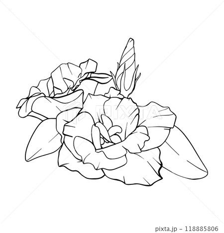 Flower Vector graphic. Hand drawn Floral bud with leaves. Vintage engraving blooming Lisianthus. Linear illustration Eustoma on isolated background. Contour Sketch Texas bluebell for greeting cards 118885806