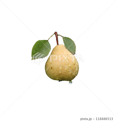 Ripe yellow pear on a branch with leaves and raindrops - color photo, isolate for design Ripe yellow pear on a branch with leaves and raindrops - color photo, isolate for design 118886513
