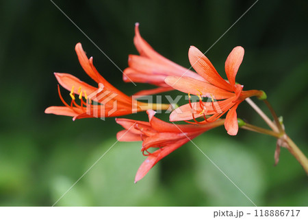 キツネノカミソリの花 キツネノカミソリの花 118886717