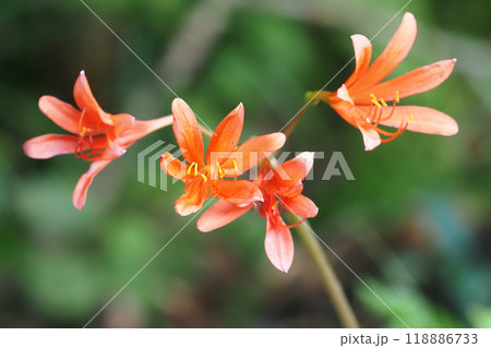 キツネノカミソリの花 キツネノカミソリの花 118886733