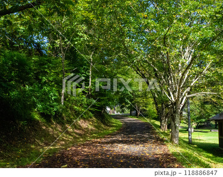 新緑と春の公園　長野県白馬村 118886847