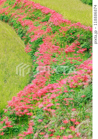 棚田に咲く彼岸花 118886874