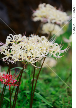 棚田に咲く彼岸花 118886890