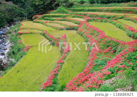 棚田に咲く彼岸花 118886925