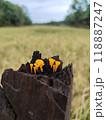 A small group of orange mushrooms growing on a dead tree trunk 118887247