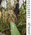 A close up of rice plants with a leaf that has dew on it 118887250
