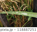 A leaf of a plant with water droplets on it 118887251